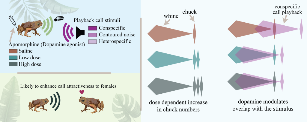 Graphical abstract showing dopamine agonist effects on túngara frog calling behavior, with dose-dependent changes in chuck numbers and call timing